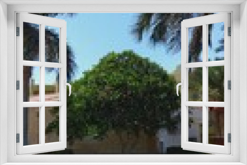 Fototapeta Naklejka Na Ścianę Okno 3D - palm and tree