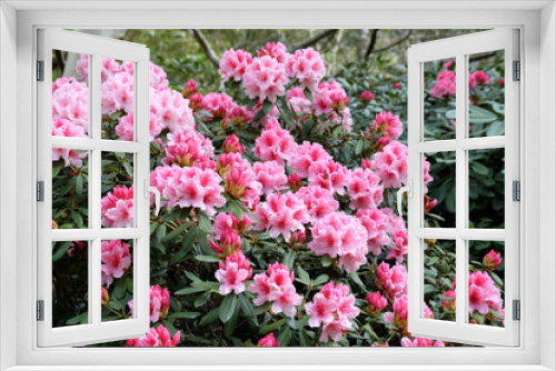 Fototapeta Naklejka Na Ścianę Okno 3D - Pink and white Rhododendron 'Hydon Dawn' in flower