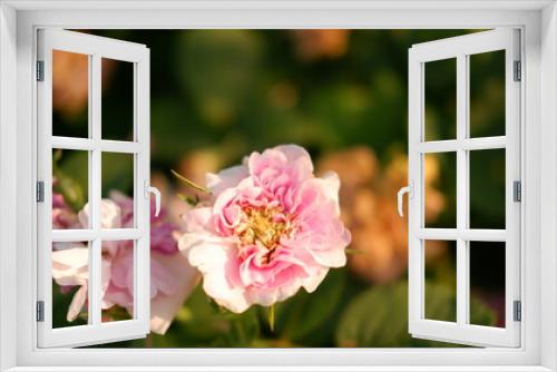 Fototapeta Naklejka Na Ścianę Okno 3D - Blooming pink roses in the garden. Rosehipr oses on the Bush. Growing roses in the garden