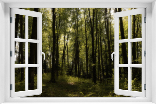 Fototapeta Naklejka Na Ścianę Okno 3D - Moody forest