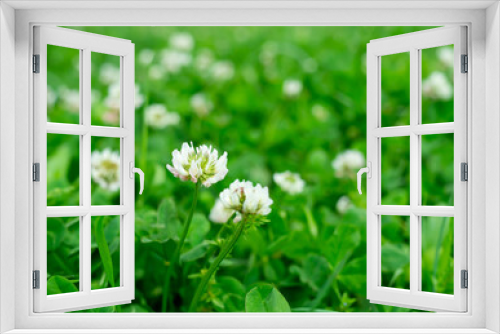 Fototapeta Naklejka Na Ścianę Okno 3D - 野原に咲くシロツメクサの花
