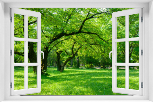 Fototapeta Naklejka Na Ścianę Okno 3D - green park