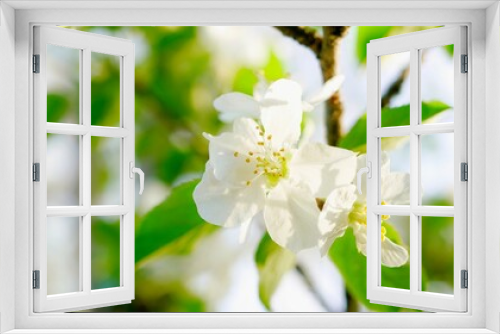 Fototapeta Naklejka Na Ścianę Okno 3D - The apple blossoms in the outdoor apple orchard are in full bloom in spring, White petals Cu green apple leaves