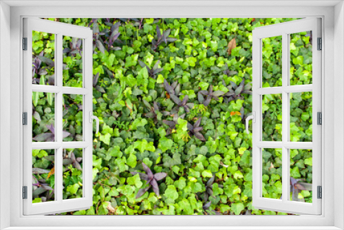 Fototapeta Naklejka Na Ścianę Okno 3D - Background texture of plants in garden, climbing Ivy plant