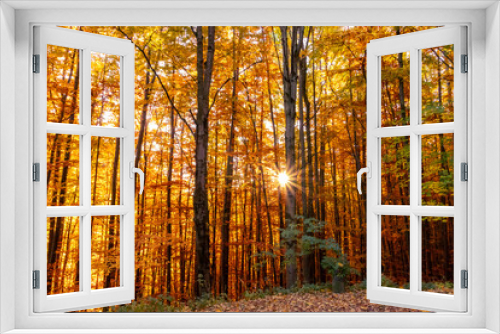 Fototapeta Naklejka Na Ścianę Okno 3D - Herbstwald in der Nähe der Steinwandklamm, Wienerwald