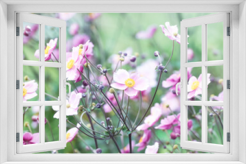 Fototapeta Naklejka Na Ścianę Okno 3D - Nature background with spring flowers. (Anemone scabiosa). Selective and soft focus.