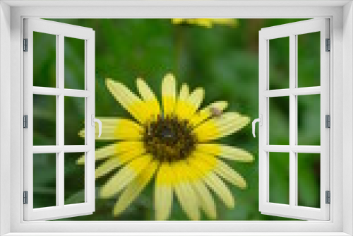 Fototapeta Naklejka Na Ścianę Okno 3D - yellow dandelion flower