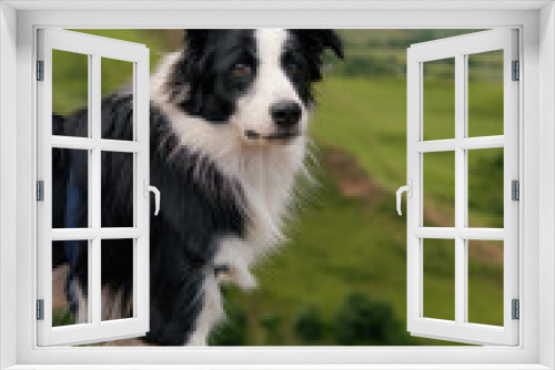 Fototapeta Naklejka Na Ścianę Okno 3D - Logan, Border Collie