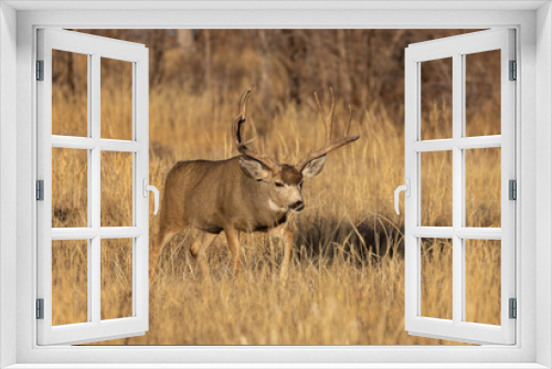 Fototapeta Naklejka Na Ścianę Okno 3D - Buck Mule Deer During the Rut in Colorado in Autumn