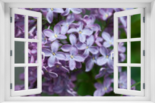 Fototapeta Naklejka Na Ścianę Okno 3D - violet blue Syringa vulgaris on a green background