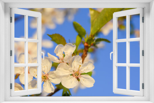 Fototapeta Naklejka Na Ścianę Okno 3D - blooming apple tree against the sky