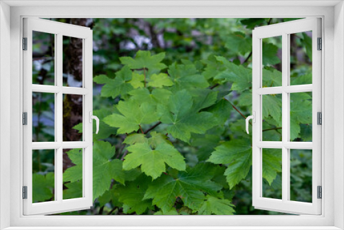 Fototapeta Naklejka Na Ścianę Okno 3D - Sycamore maple broad-leaved tree fresh green springtime new foliage
