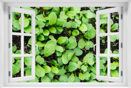 Fototapeta Naklejka Na Ścianę Okno 3D - young arugula or rocket salad seedlings growing in soil in garden bed organic gardening and farming concept healthy food, agriculture or horticulture top view