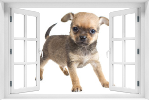 Fototapeta Naklejka Na Ścianę Okno 3D - Chihuahua