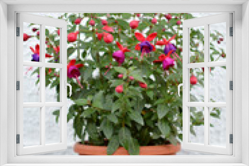 Fototapeta Naklejka Na Ścianę Okno 3D - pink fuchsia plant in bloom close up