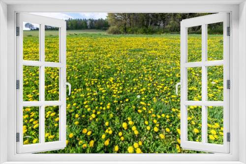 Fototapeta Naklejka Na Ścianę Okno 3D - weites gelbes Feld mit Löwenzahn Blüten