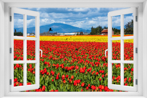 Fototapeta Naklejka Na Ścianę Okno 3D - vibrant tulips in variety of colors in Skagit Valley in Washington State during the spring season