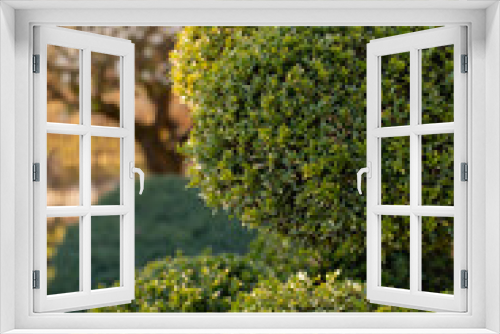 Fototapeta Naklejka Na Ścianę Okno 3D - Garden Design Element of Spherically Formed Boxwood Bush. Boxtree Shrub