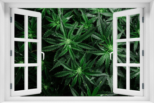 Fototapeta Naklejka Na Ścianę Okno 3D - Cannabis CBD plant close up. Layout of fresh marijuana leaves, blooming bush background, top view, flat lay. Hemp recreation, legalization concept.