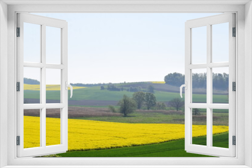 Fototapeta Naklejka Na Ścianę Okno 3D - gelb blühende Felder bei leichtem Nebel