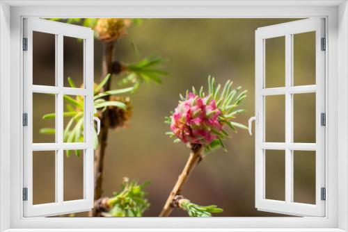 Fototapeta Naklejka Na Ścianę Okno 3D - flowering pine cones, pink and green needles. Spring nature