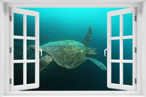 Fototapeta Naklejka Na Ścianę Okno 3D - Meeresschildkröte