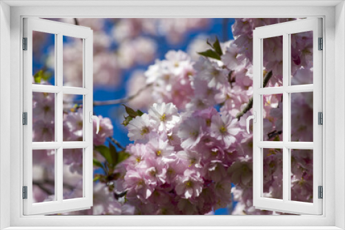 Fototapeta Naklejka Na Ścianę Okno 3D - Beautiful cherry blossoms in park. Close-up of sakura tree full in blooming pink flowers in spring in a picturesque garden. Branches of the tree over sunny blue sky. Floral pattern texture, wallpaper