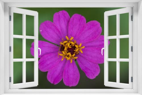 Fototapeta Naklejka Na Ścianę Okno 3D - close up of a pink flower