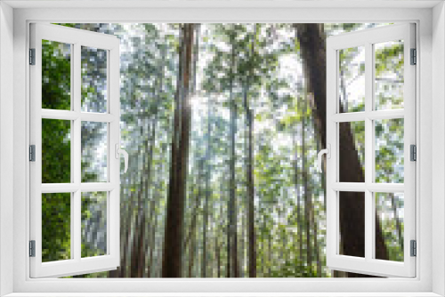 Fototapeta Naklejka Na Ścianę Okno 3D - Eucalyptus