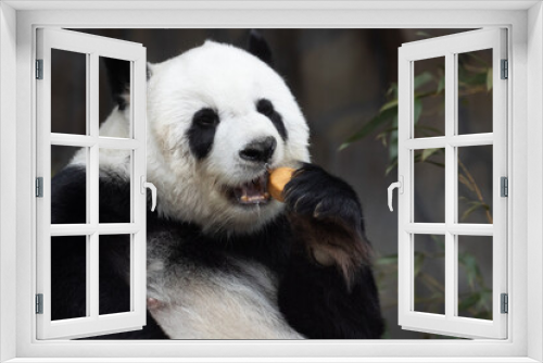 Fototapeta Naklejka Na Ścianę Okno 3D - Sweet Fluffy Panda in Thailand, Lin Hui