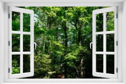 Fototapeta Naklejka Na Ścianę Okno 3D - 新緑の雑木林