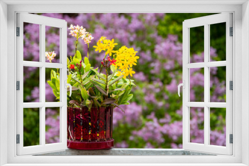 Fototapeta Naklejka Na Ścianę Okno 3D - Orchideen exotische Blumen mit vielen Farben