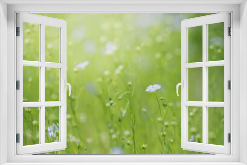 Fototapeta Naklejka Na Ścianę Okno 3D - 淡い色の初夏のネモフィラ