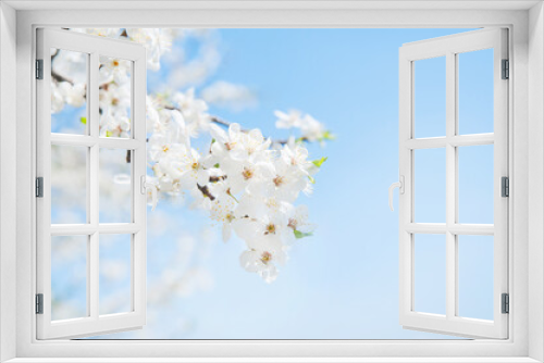 Fototapeta Naklejka Na Ścianę Okno 3D - Springtime greeting card and copy space. Blooming spring trees close up.