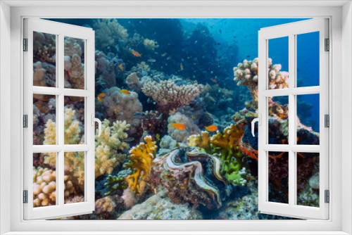 Fototapeta Naklejka Na Ścianę Okno 3D - Coral reefs in the Red Sea, Egypt