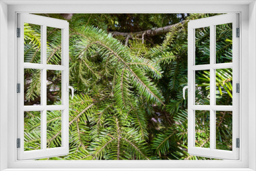 Fototapeta Naklejka Na Ścianę Okno 3D - Brightly Green Prickly Branches of a Fur-tree or Pine, Close Up of a Green Pine Tree, Background from Branches of a Natural Fur-tree.