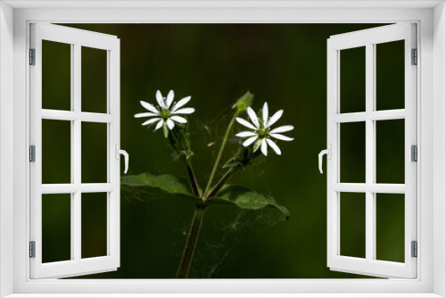 Fototapeta Naklejka Na Ścianę Okno 3D - frowers on green background