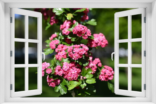 Fototapeta Naklejka Na Ścianę Okno 3D - Natural floral background, blossoming of Double pink Hawthorn or Crataegus laevigata beautiful pink flowers in spring sunny garden. Macro image suitable for wallpaper, cover or greeting card