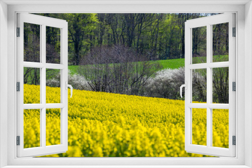 Fototapeta Naklejka Na Ścianę Okno 3D - Rapeseed in Danish spring, Yellow flowers and blue sky