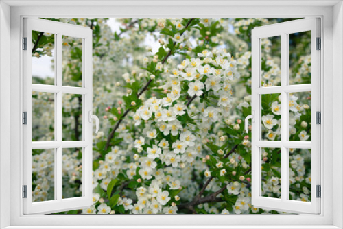 Fototapeta Naklejka Na Ścianę Okno 3D - Bright white spring thorn flowers blooming in the city park