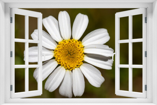 Fototapeta Naklejka Na Ścianę Okno 3D - Beautiful chamomile flower or also known as daisy growing freely in the field, under the radiant spring sun.