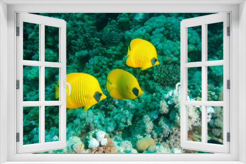 Fototapeta Naklejka Na Ścianę Okno 3D - Pesce farfalla mascherato, Chaetodon semilarvatus, con il reef sullo sfondo