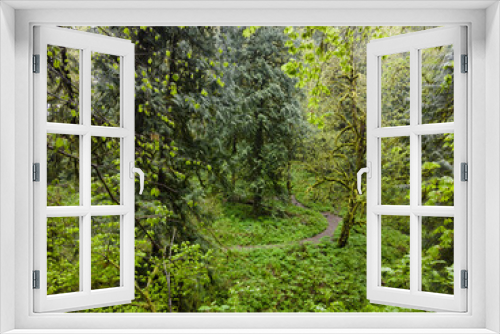 Fototapeta Naklejka Na Ścianę Okno 3D - Green, moss-covered trees, ferns, and many other plant species thrive in Guy W. Talbot State Park, Oregon. This huge, scenic park provides refuge for native wildlife and plant species.