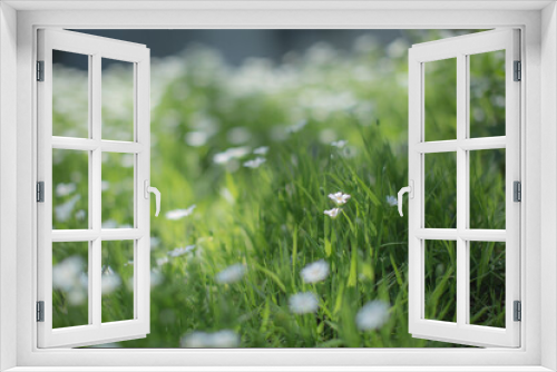 Fototapeta Naklejka Na Ścianę Okno 3D - meadow in summer
