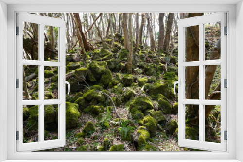 Fototapeta Naklejka Na Ścianę Okno 3D - mossy rocks and old trees in early spring forest