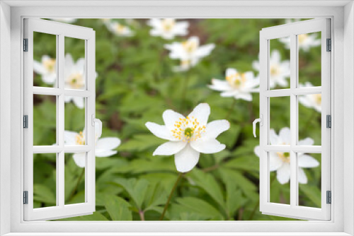 Fototapeta Naklejka Na Ścianę Okno 3D - white flowers anemone