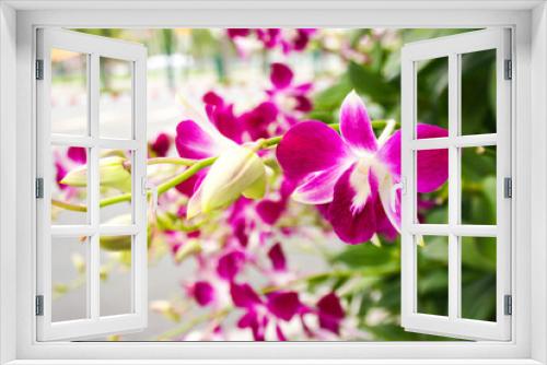 Fototapeta Naklejka Na Ścianę Okno 3D - purple orchids flower  blooming beautiful nature  in garden park Thailand 