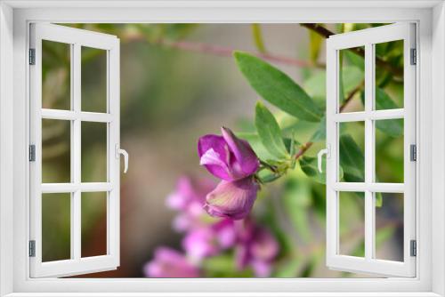 Fototapeta Naklejka Na Ścianę Okno 3D - Myrtle-leaf milkwort