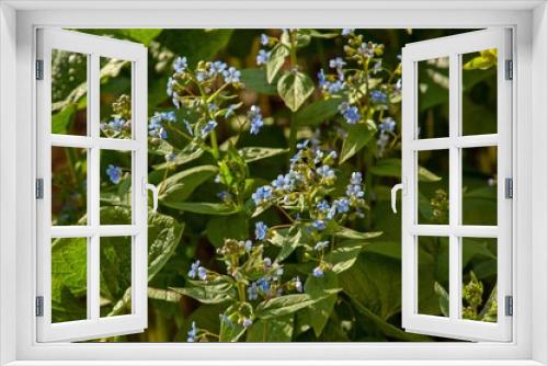 Fototapeta Naklejka Na Ścianę Okno 3D - Blue flowers grow on the lawn