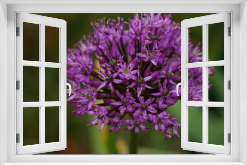 Fototapeta Naklejka Na Ścianę Okno 3D - A beautiful Holland leek (Allium hollandicum)